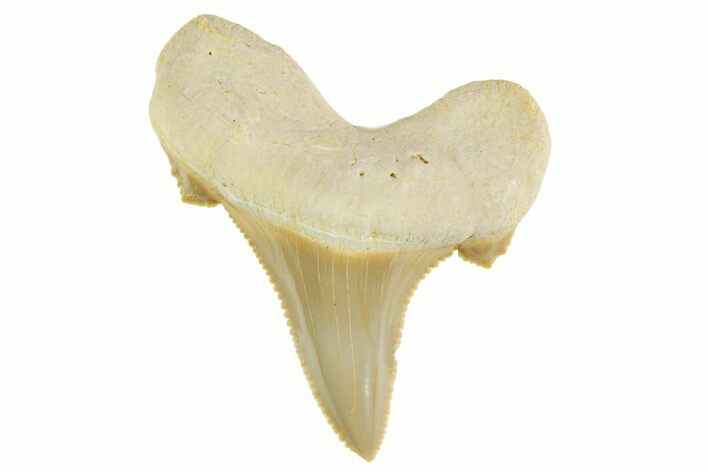 Serrated Sokolovi (Auriculatus) Shark Tooth - Top Quality #372465